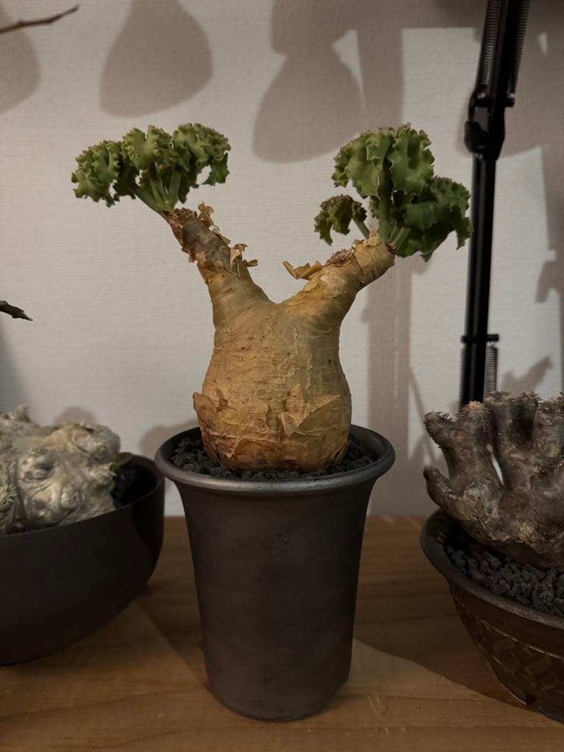 キフォステンマ　マクロプス　鉢付き　良型