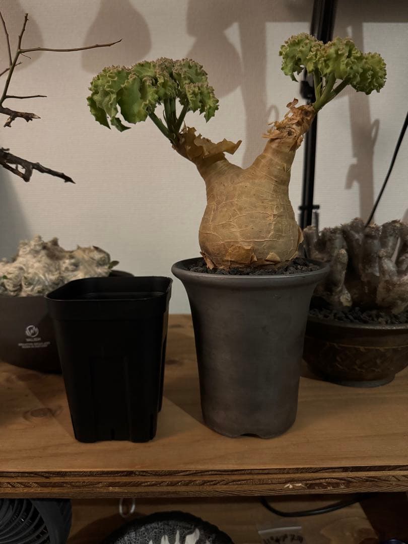 キフォステンマ　マクロプス　鉢付き　良型