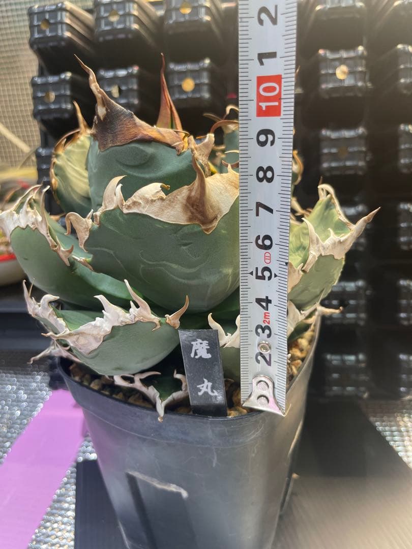 アガベ チタノタ 魔丸