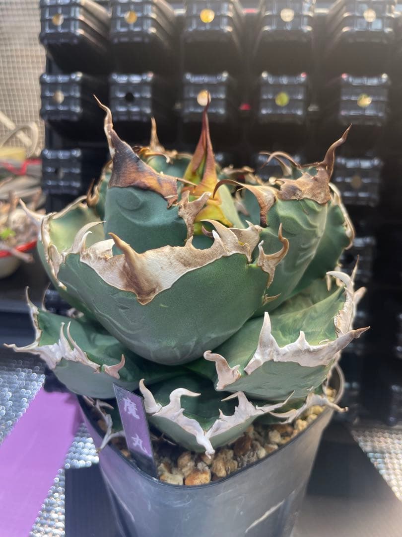 アガベ チタノタ 魔丸