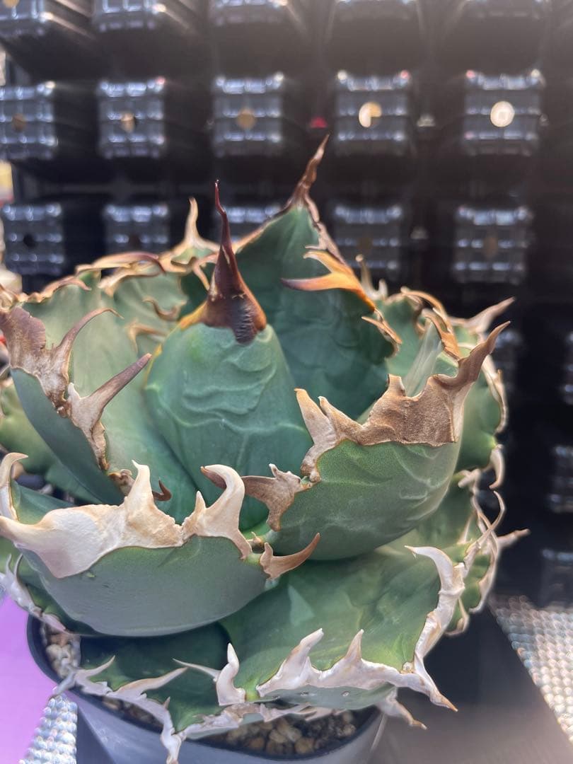 アガベ チタノタ 魔丸