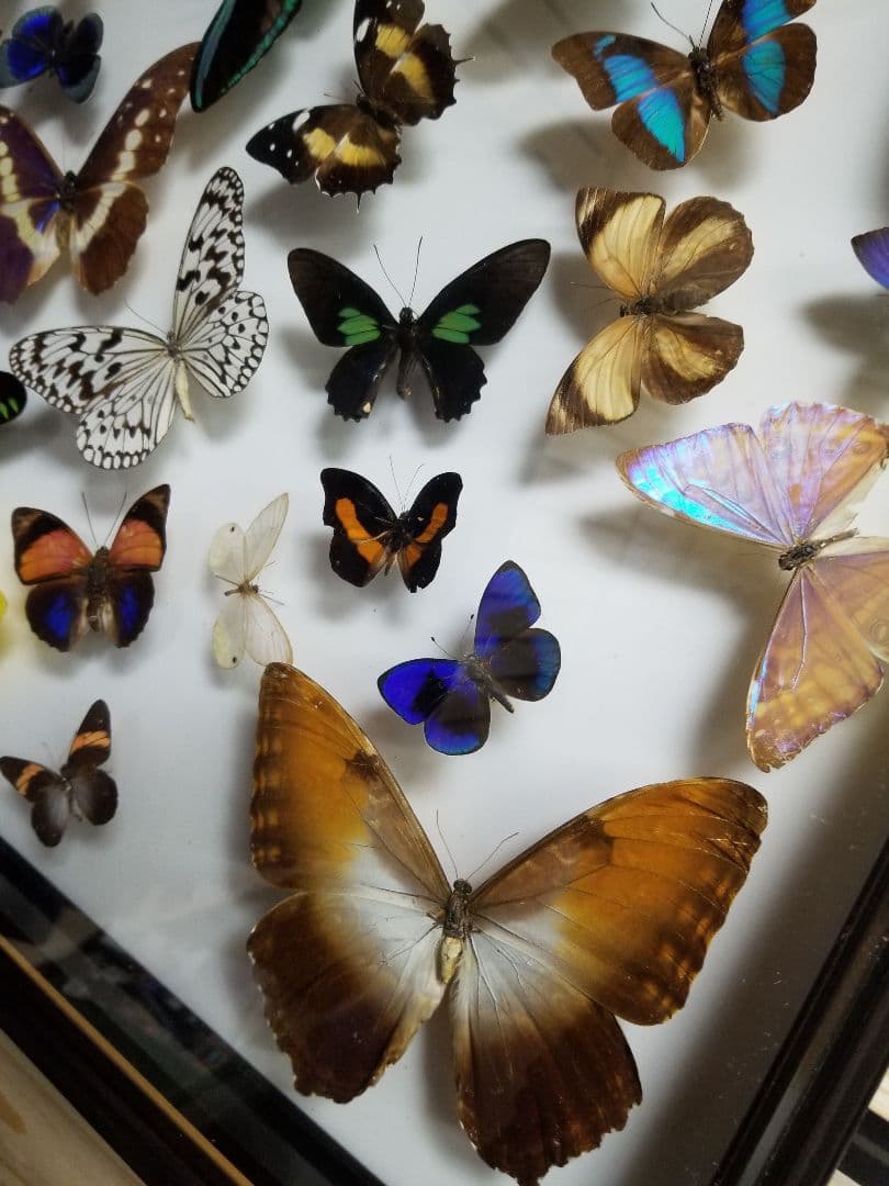 蝶々色々 標本 ナルキ♂️(亜種)含む