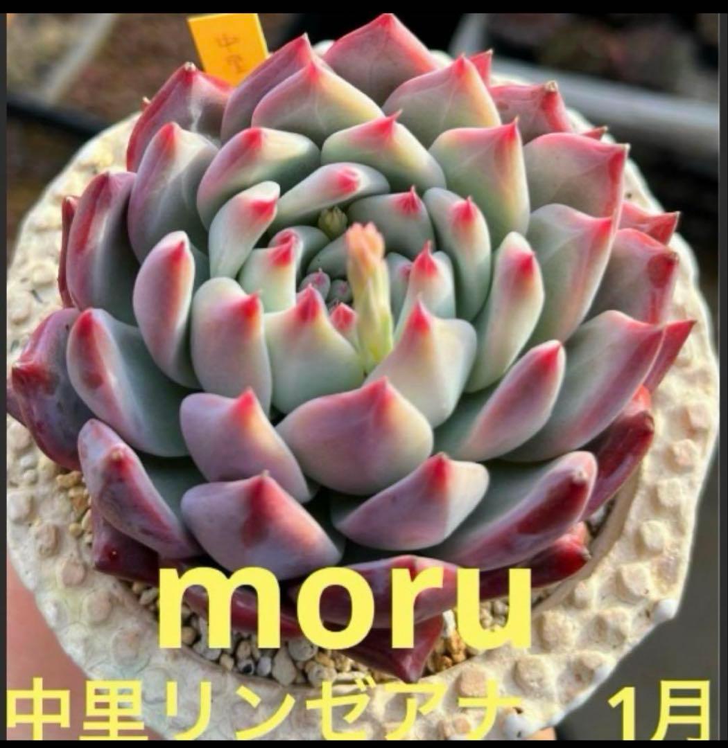 ✿*。様 リンゼアナ❤️セット