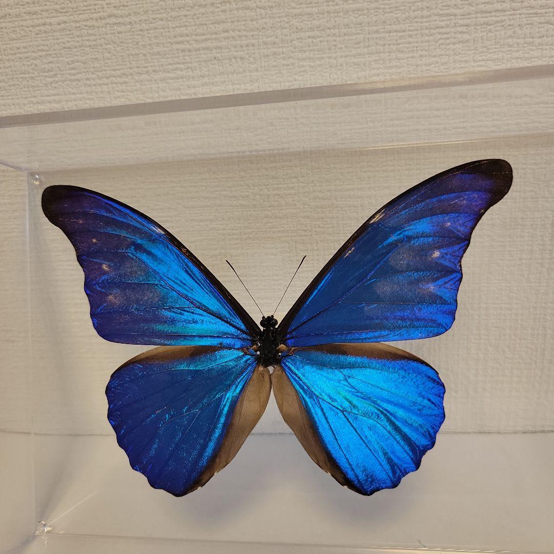 蝶の標本　ジャングルを舞う宝石(大珍)