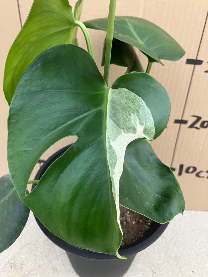 モンステラ　デリシオーサ実生株　斑入り　変異株　2鉢セット