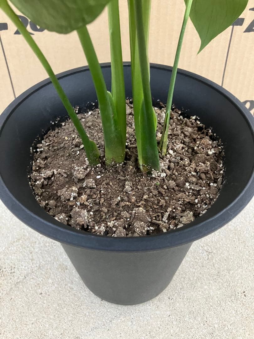 モンステラ　デリシオーサ実生株　斑入り　変異株　2鉢セット