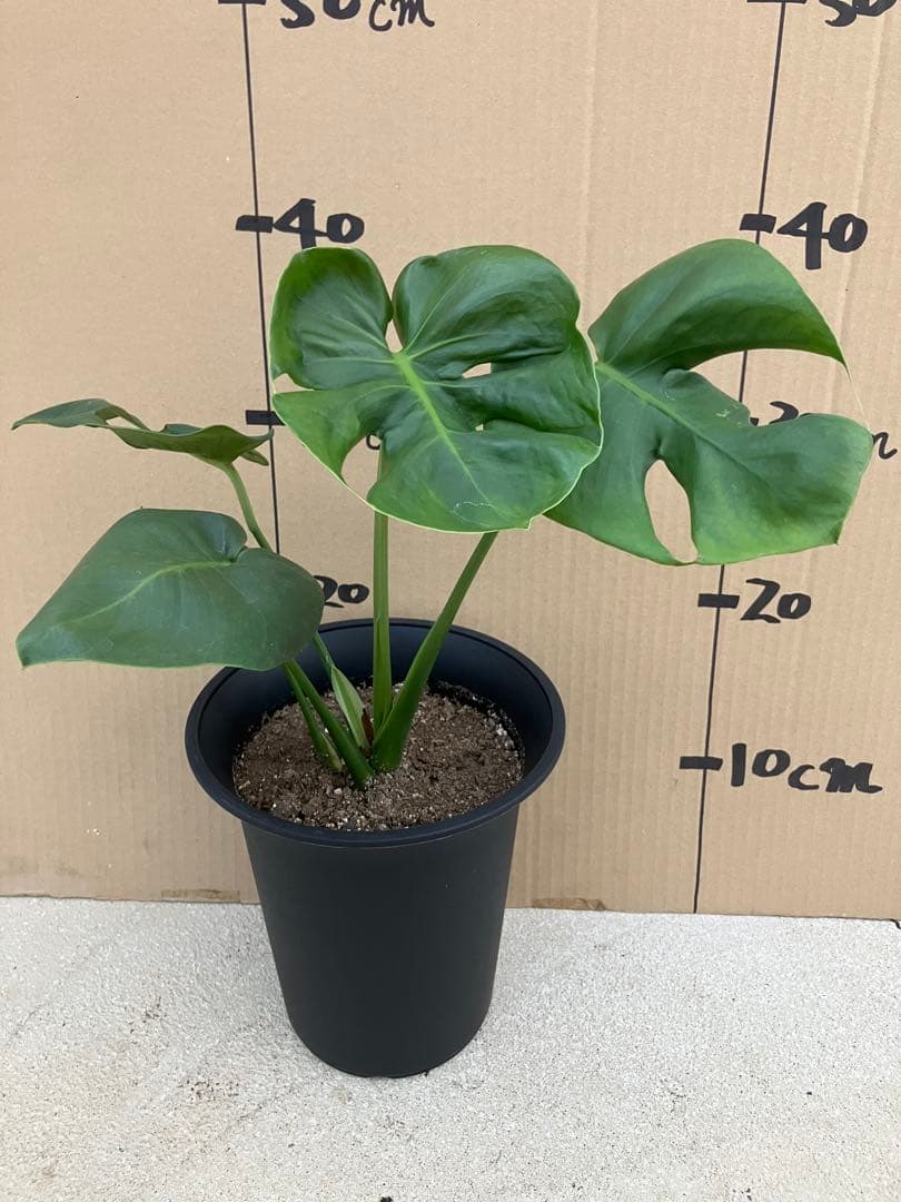 モンステラ　デリシオーサ実生株　斑入り　変異株　2鉢セット