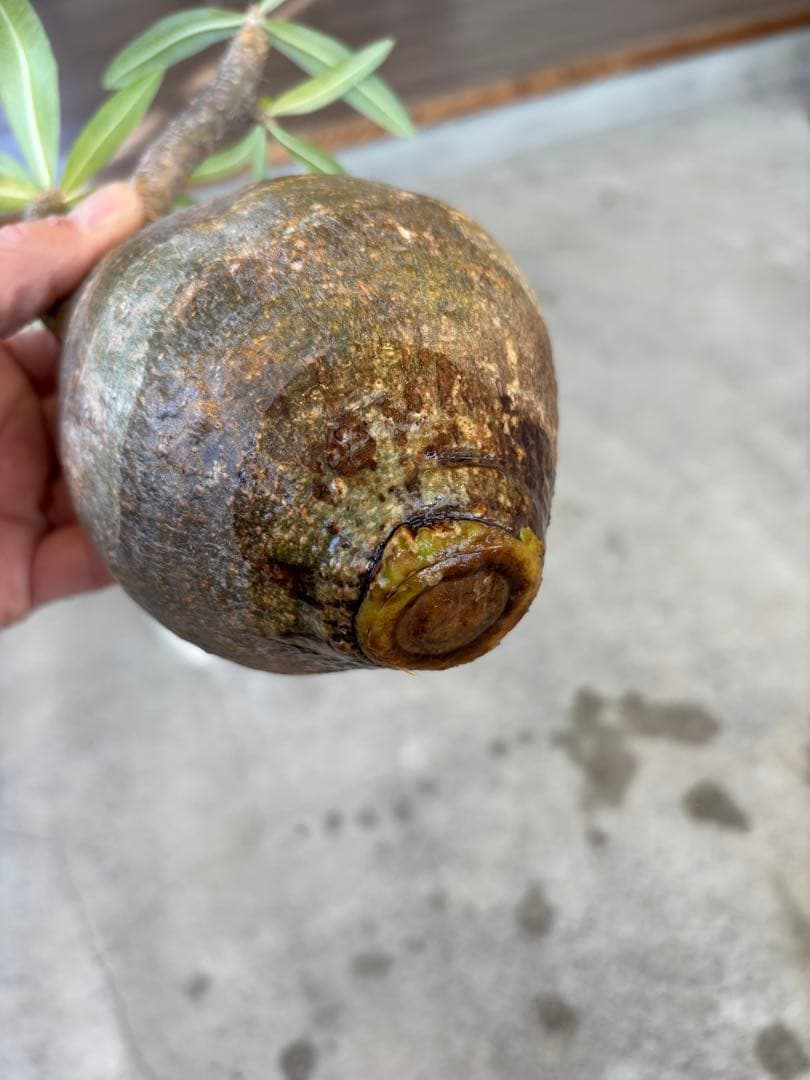 グラキリス　ベアルート