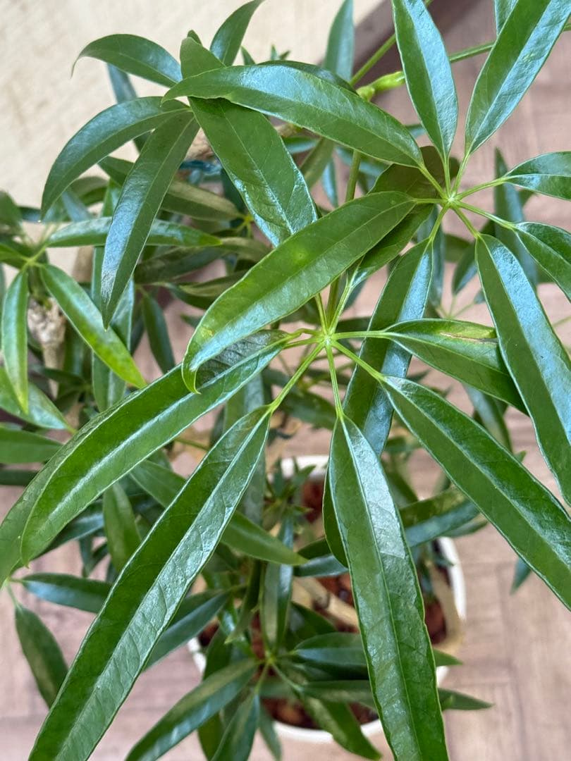 ☆シェフレラ アンガスティフォリア♪ 84cm 曲がりフォルム♪