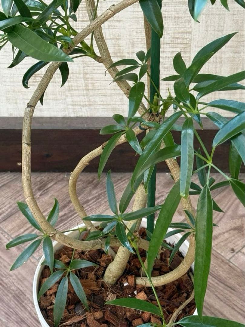 ☆シェフレラ アンガスティフォリア♪ 84cm 曲がりフォルム♪