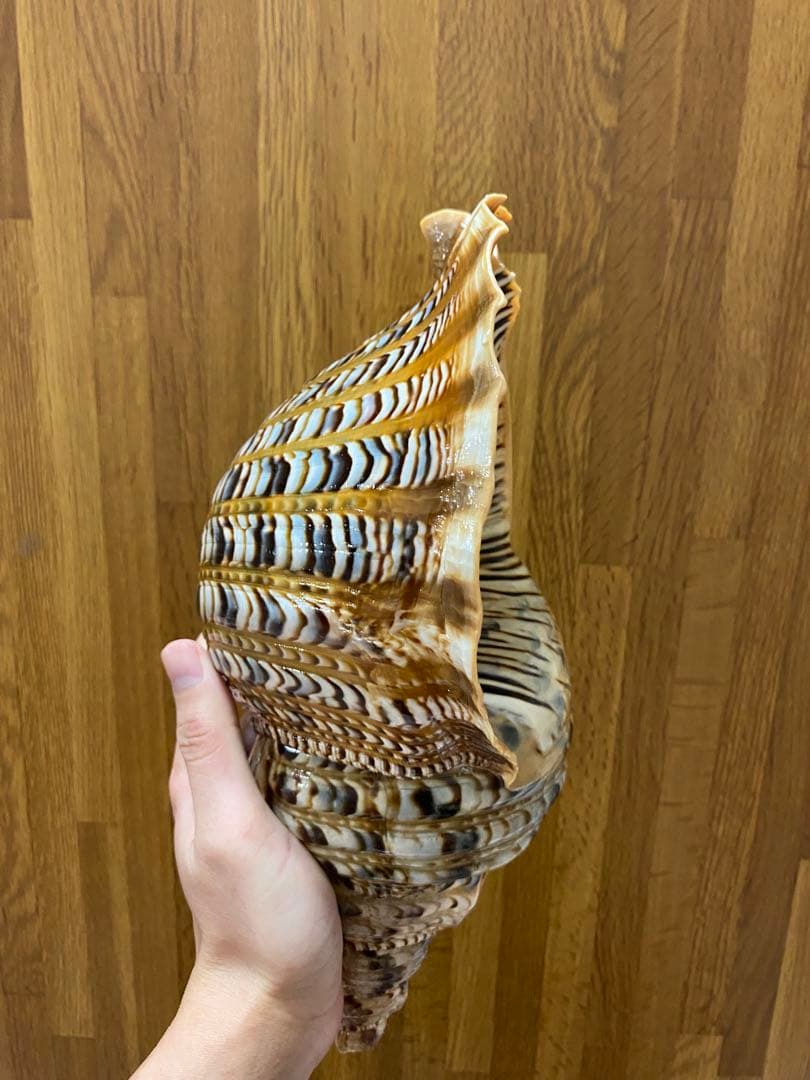 法螺貝　新鮮なホラ貝 色味や模様がとても美しい　35cm 900グラム前後