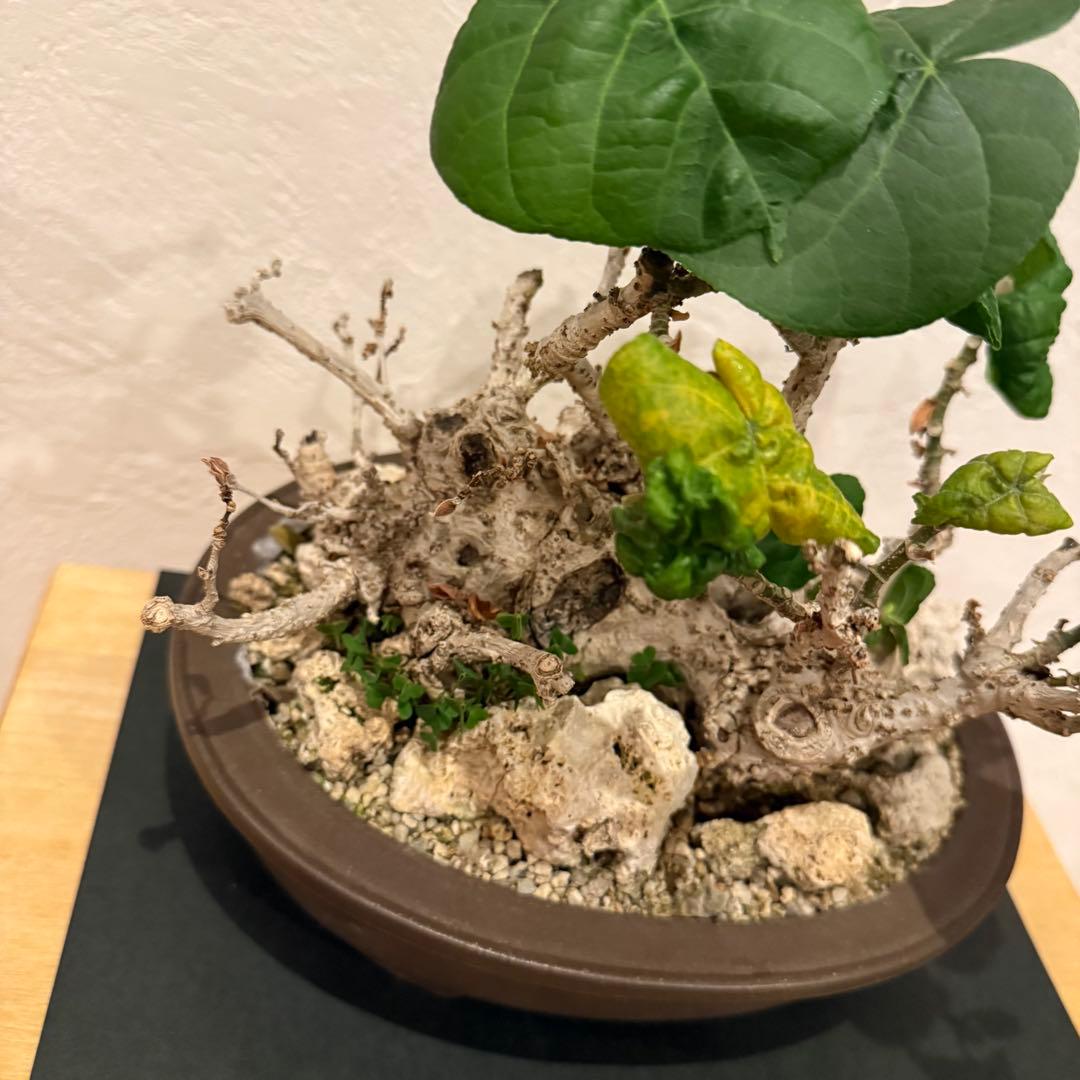 塊根植物 琉球盆栽 オオハマボウ 発根済 盆栽 盆栽風 大人気 鉢込み横21cm