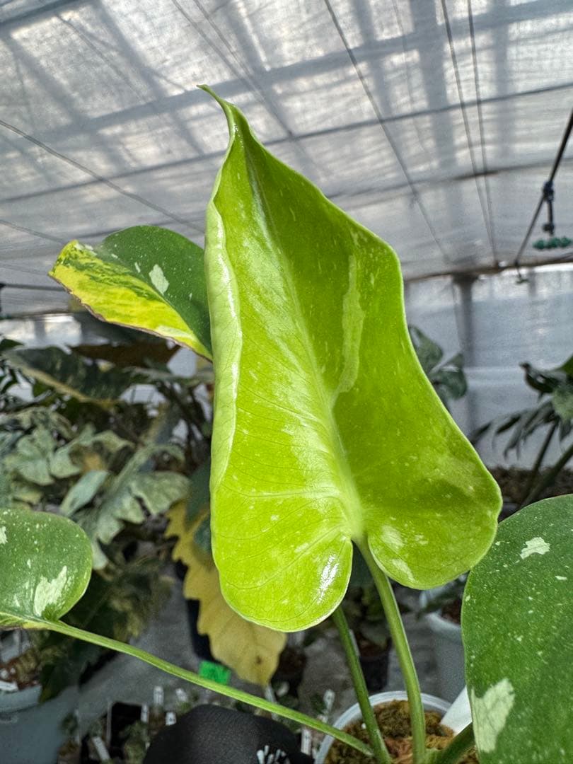 1モンステラ　ミラクル　タイコンステレーション