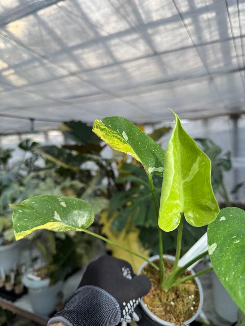 1モンステラ　ミラクル　タイコンステレーション