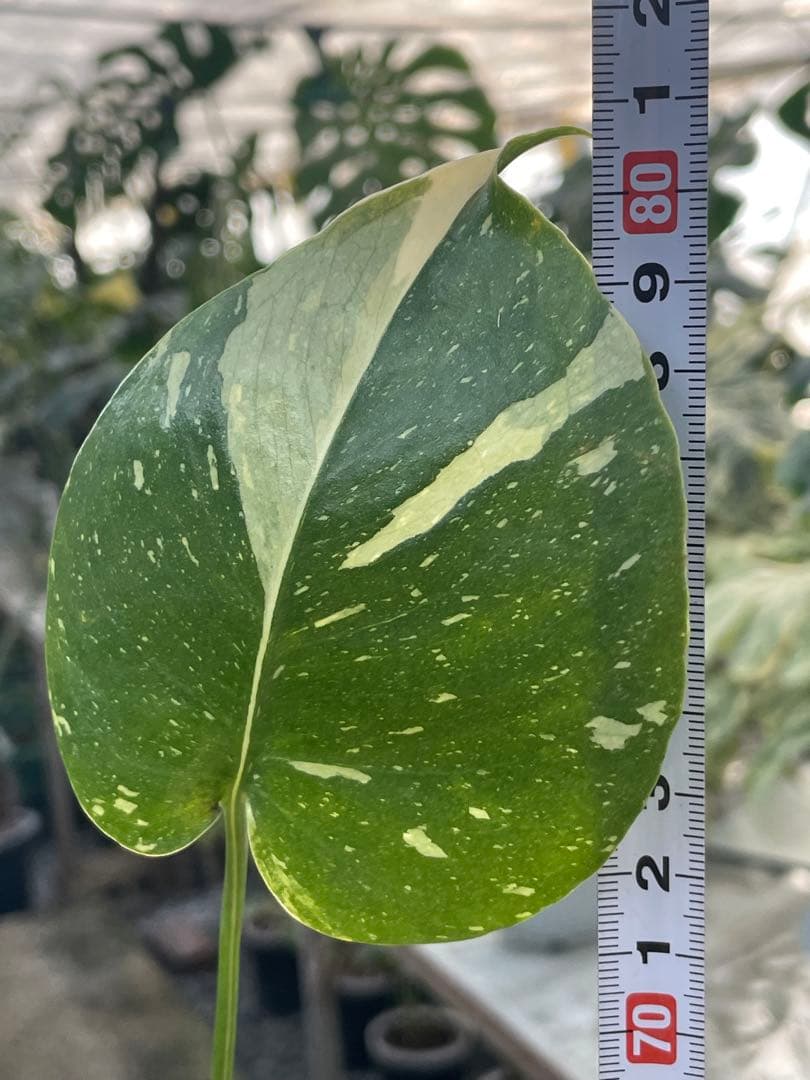 1モンステラ　ミラクル　タイコンステレーション