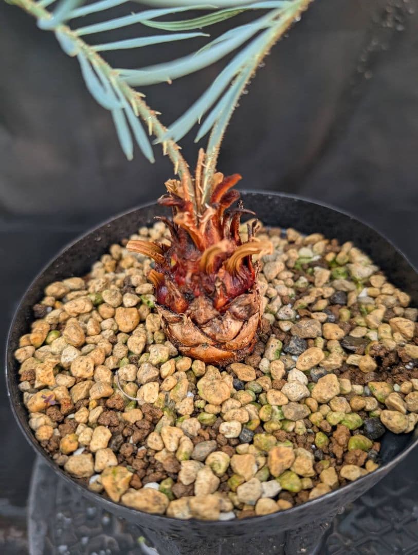 決算創業祭 お買い得 サイカス カイルンシアナ ブルー