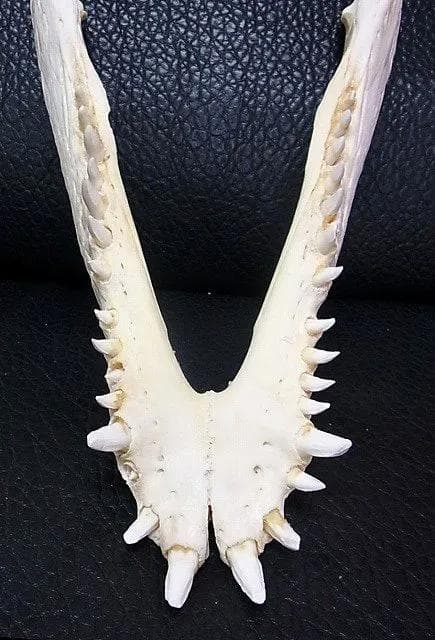 貴重！迫力サイス！45ｃｍ ナイルワニ （Nile crocodile） 頭骨