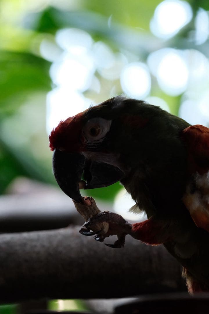 TAMRON 150-500mm F5-6.7 Xマウント VXD