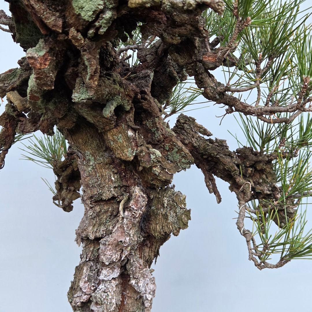 錦松　[模様木]　大品盆栽