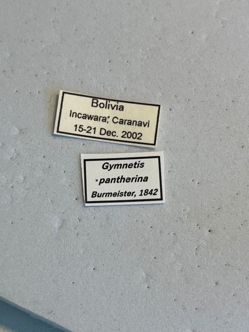 ヒョウモンアヤヒシムネハナムグリ 標本 カナブン プラチナコガネタマムシコメツキ