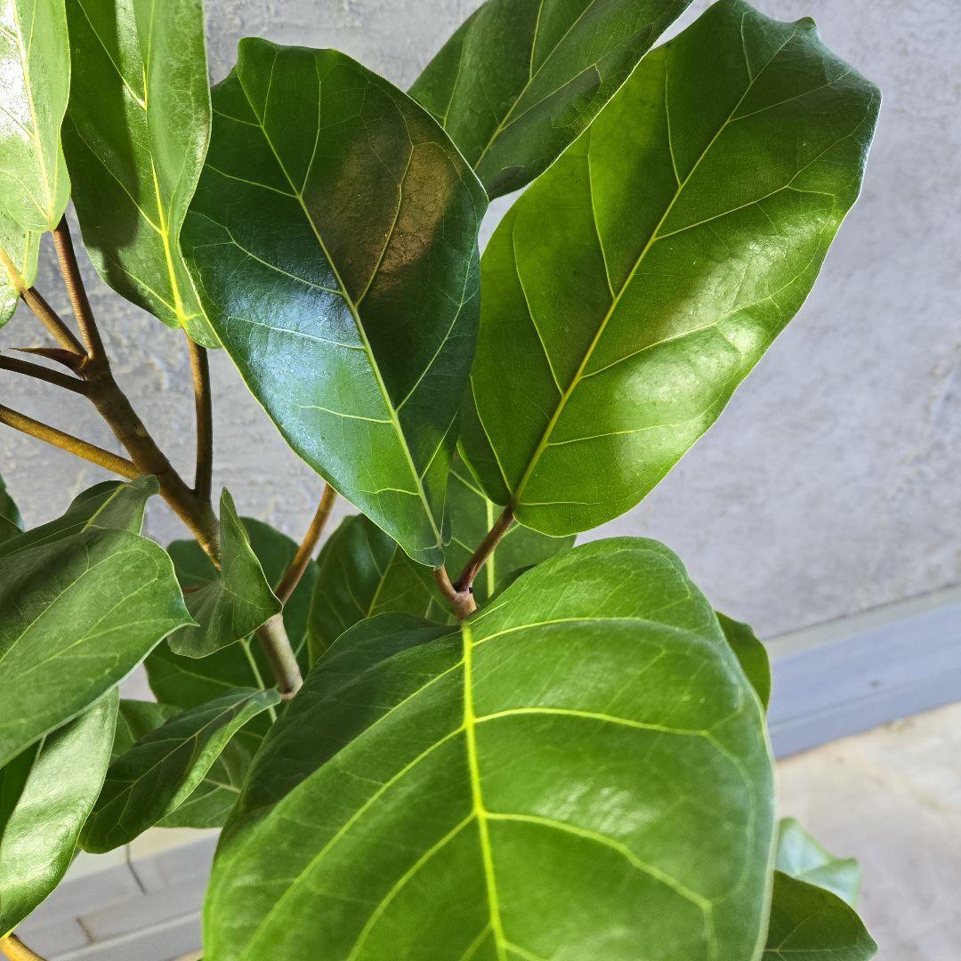 ③　フィカス　アフリカンプリンセス　曲がり仕立て８号最高等級極上品‼️　希少品種