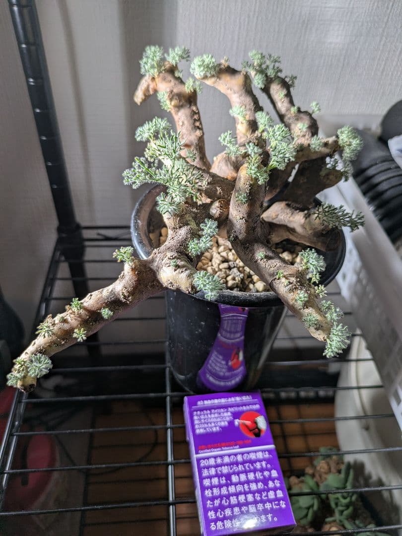 【新春セール！1/7まで 最終値下げ】モンソニア ムルチフィダ ムルチフィズム