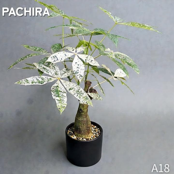 パキラ ミルキーウェイ 四箇所接木仕立て｜約65cm｜5号鉢｜無機質用土