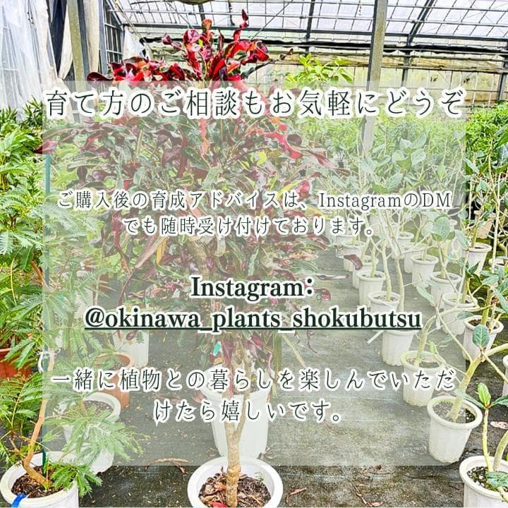 パキラ ミルキーウェイ 四箇所接木仕立て｜約65cm｜5号鉢｜無機質用土