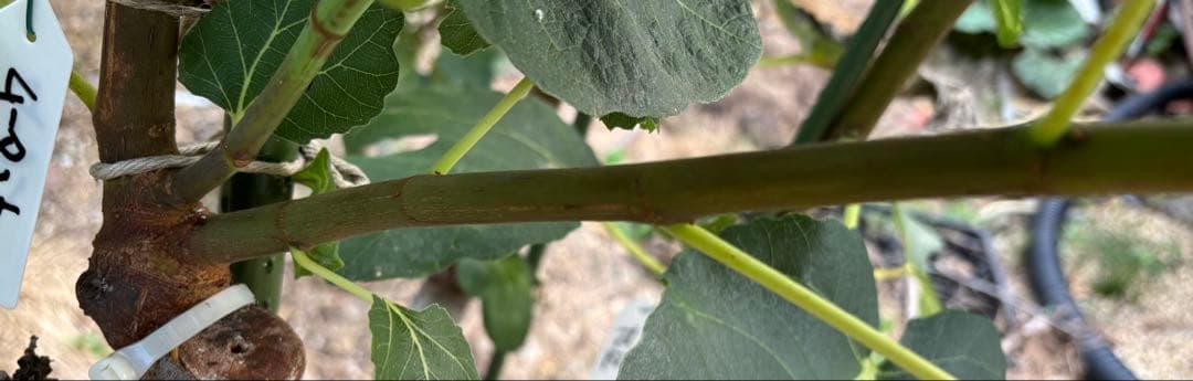 激ヤバ変態いらっしゃい　Campaniere Mutant　イチジク 穂木　　苗