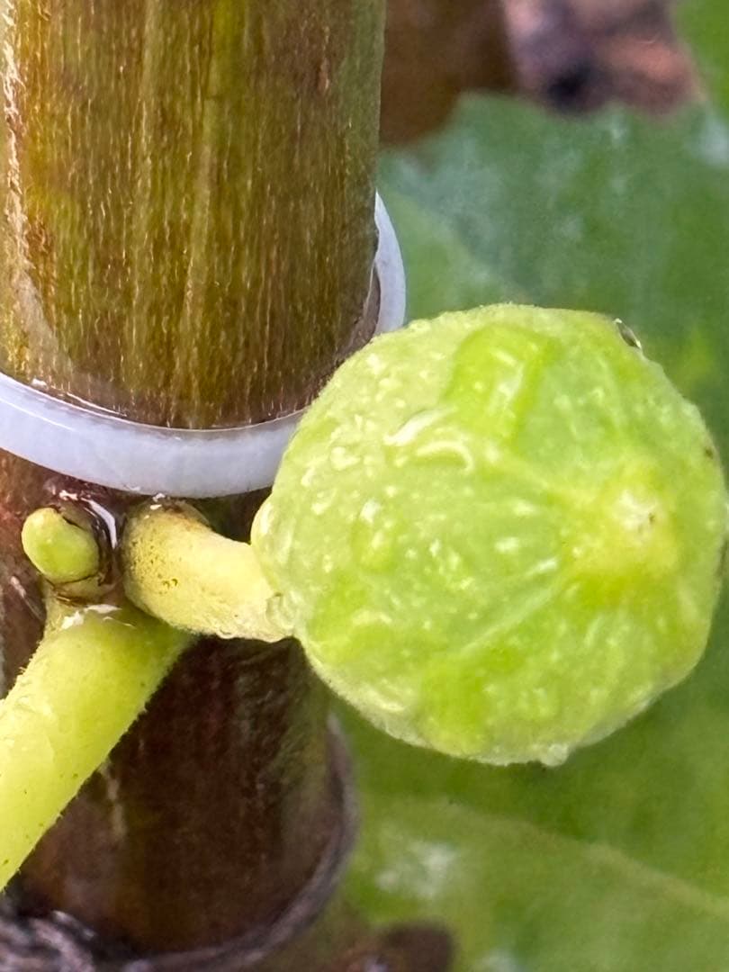 激ヤバ変態いらっしゃい　Campaniere Mutant　イチジク 穂木　　苗