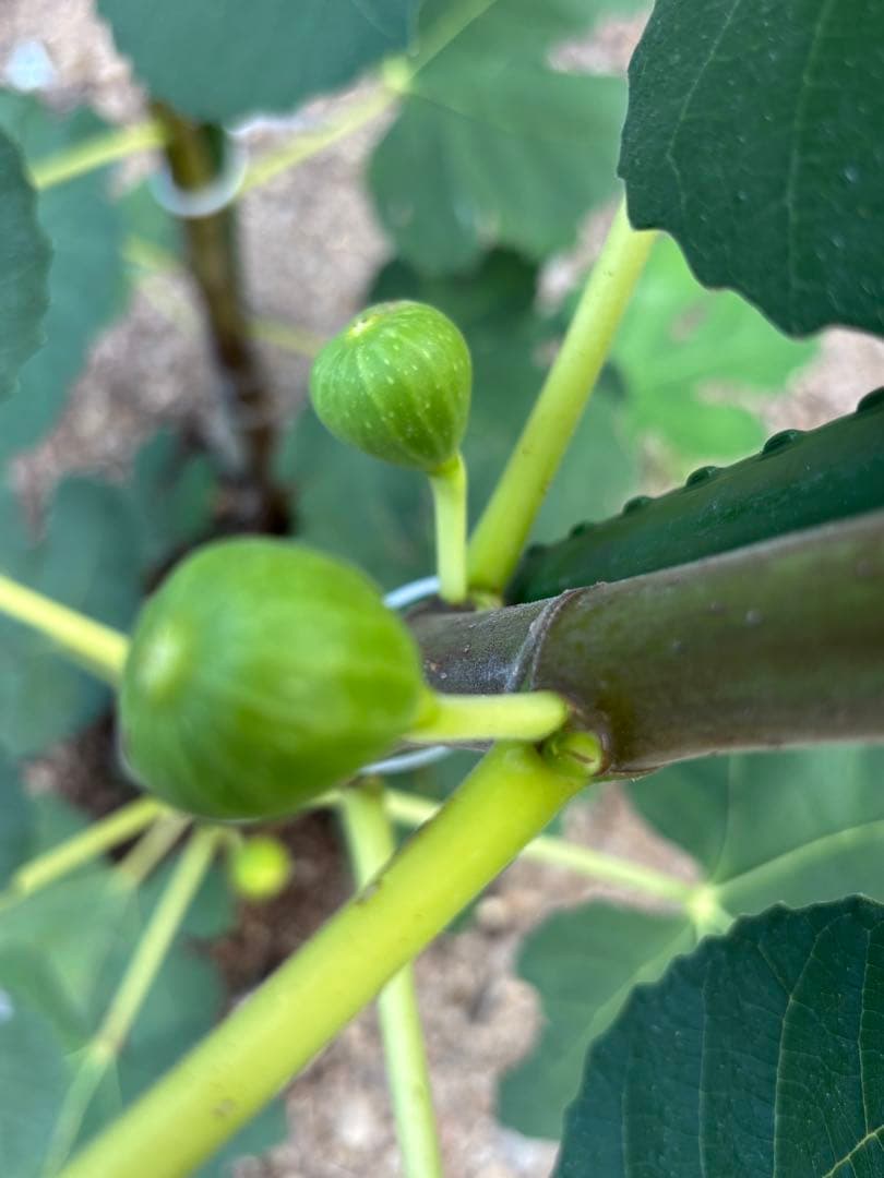 激ヤバ変態いらっしゃい　Campaniere Mutant　イチジク 穂木　　苗