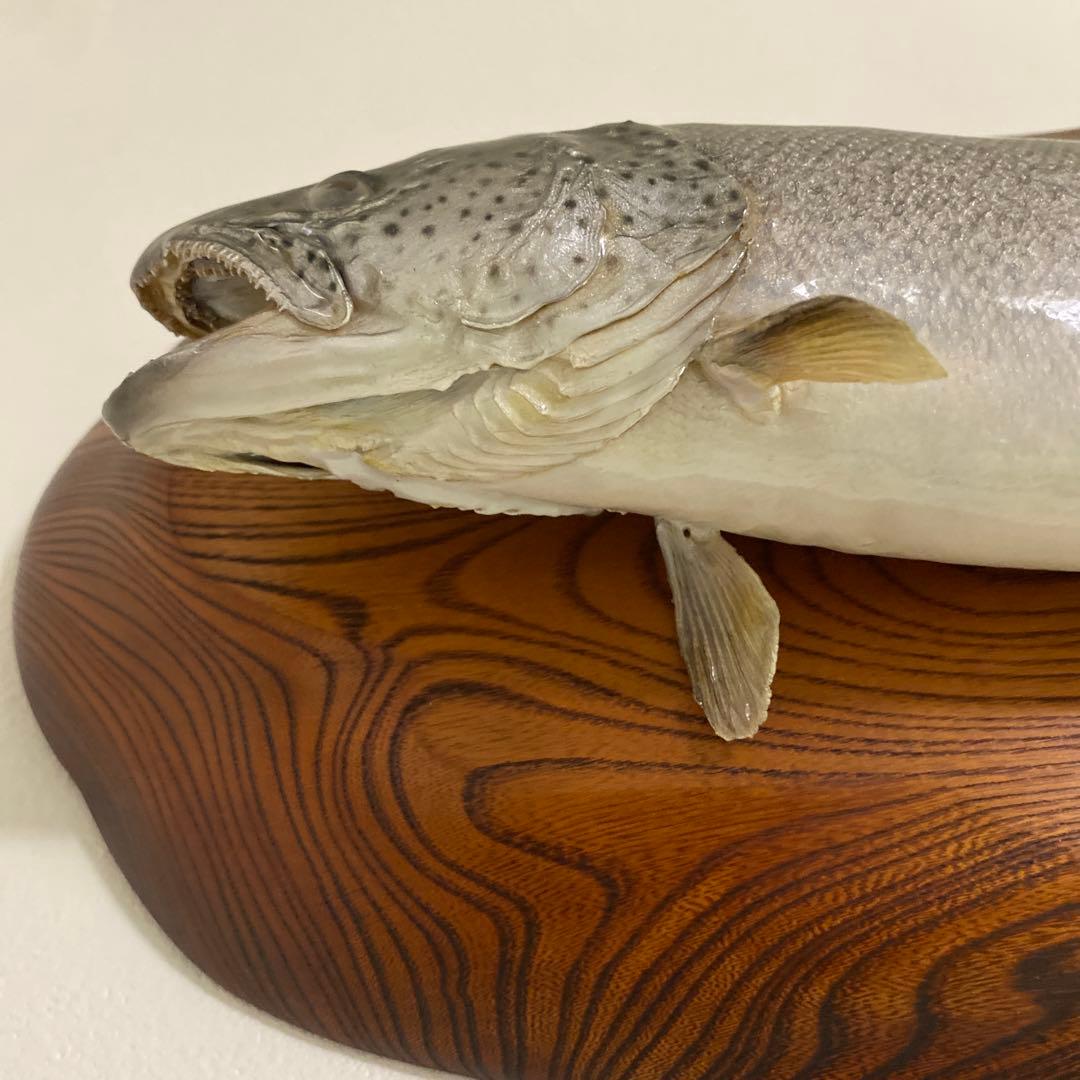 北海道 イトウ 剥製　枠本体 約60cm