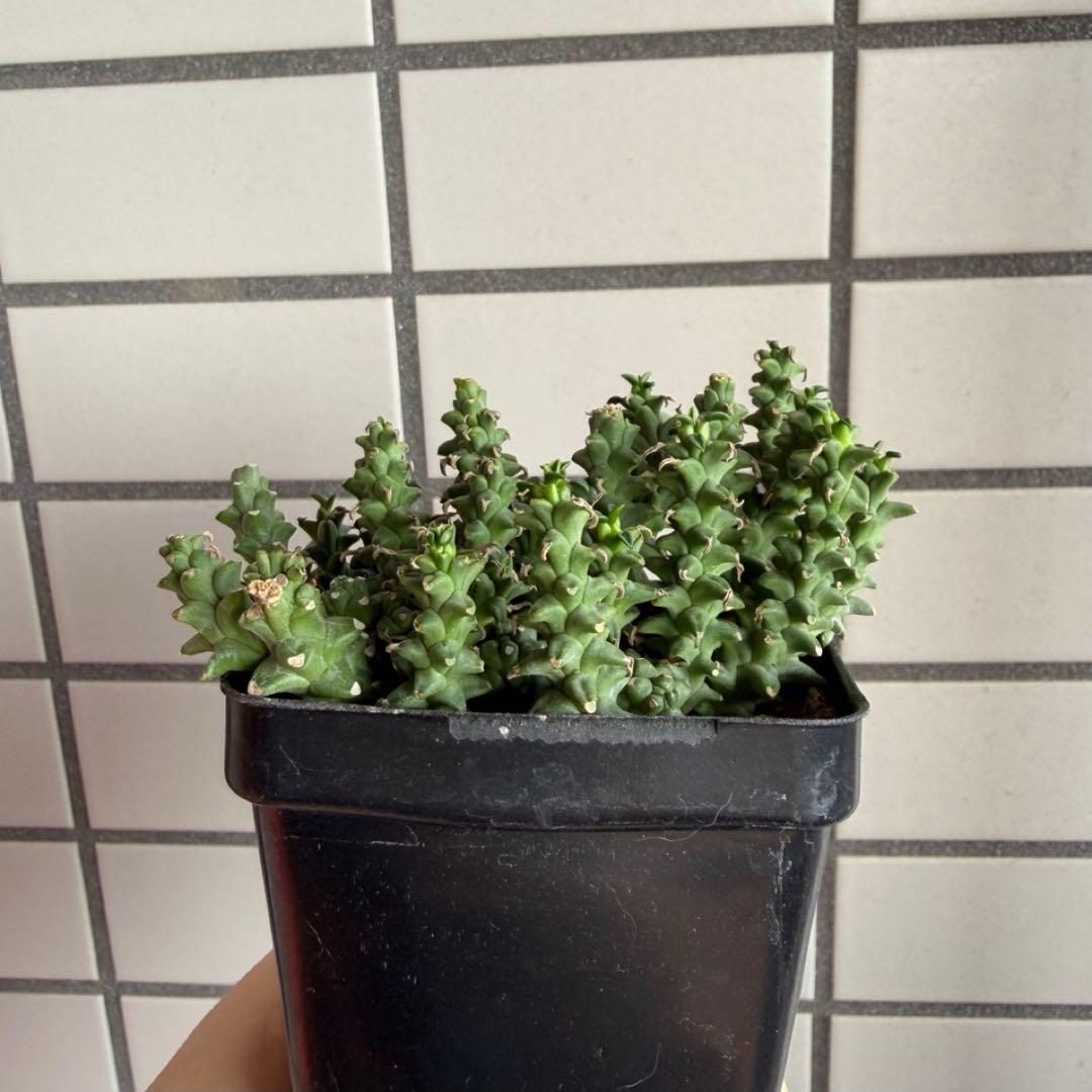 珍種タコモノ ユーフォルビア プラニセプス 実生6.5cm鉢
