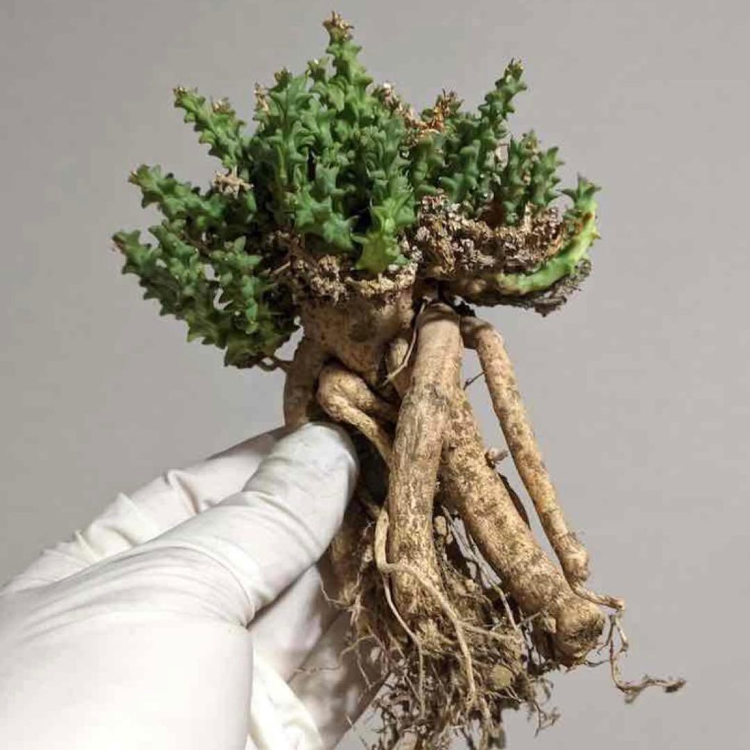 珍種タコモノ ユーフォルビア プラニセプス 実生6.5cm鉢