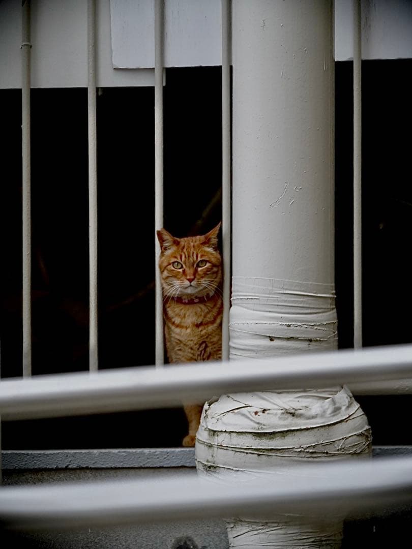 tokina sz 300mm pro reflex 超望遠単焦点　eマウント