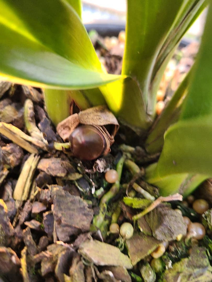 フォアゴットンフルーツ。花芽3個。5鉢セット。蜜蜂誘引蘭。日本蜜蜂