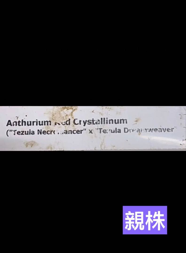 anthurium dream weaver✖️necromancer