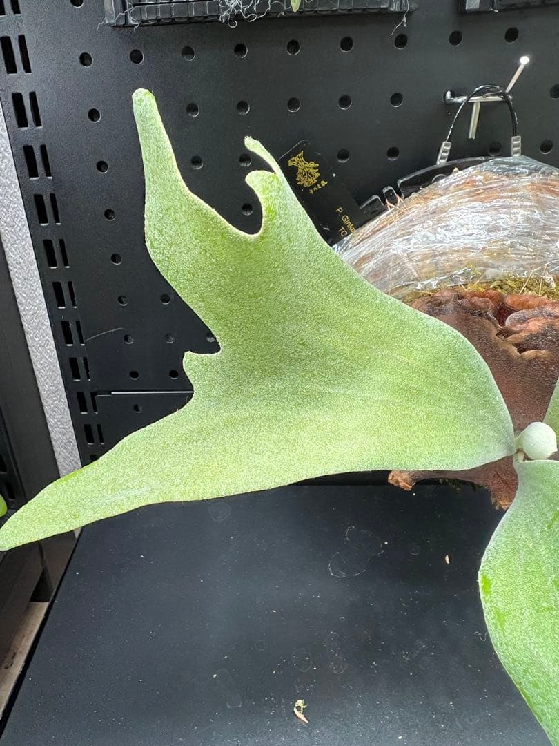 ビカクシダ Platycerium Ginka TC