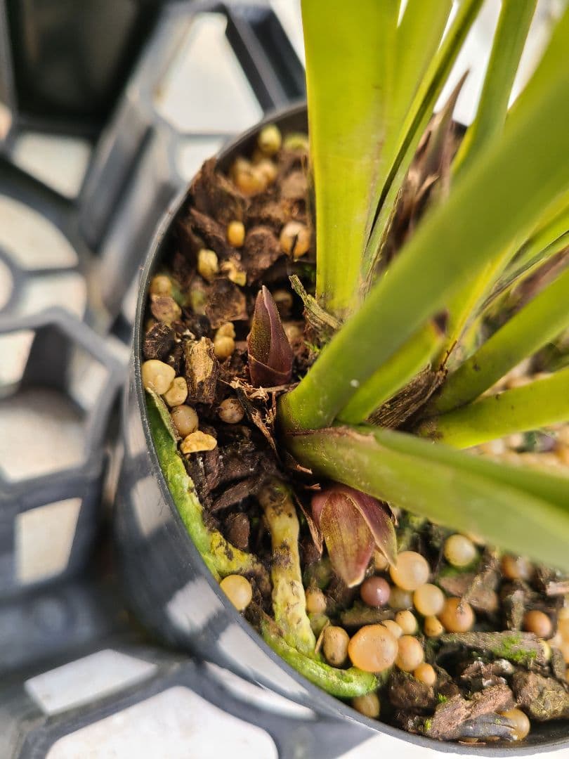 ミスマフェット。花芽合計27個。5鉢セット。蜜蜂誘引蘭。日本蜜蜂