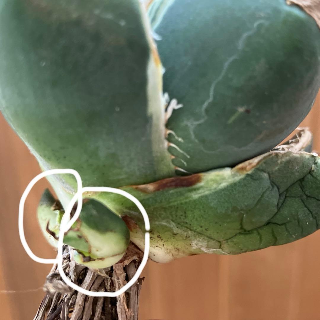 【速達】①群生　特大　特選　太棘　アガべ　SAD錦　覆輪斑　TC【子株3株】