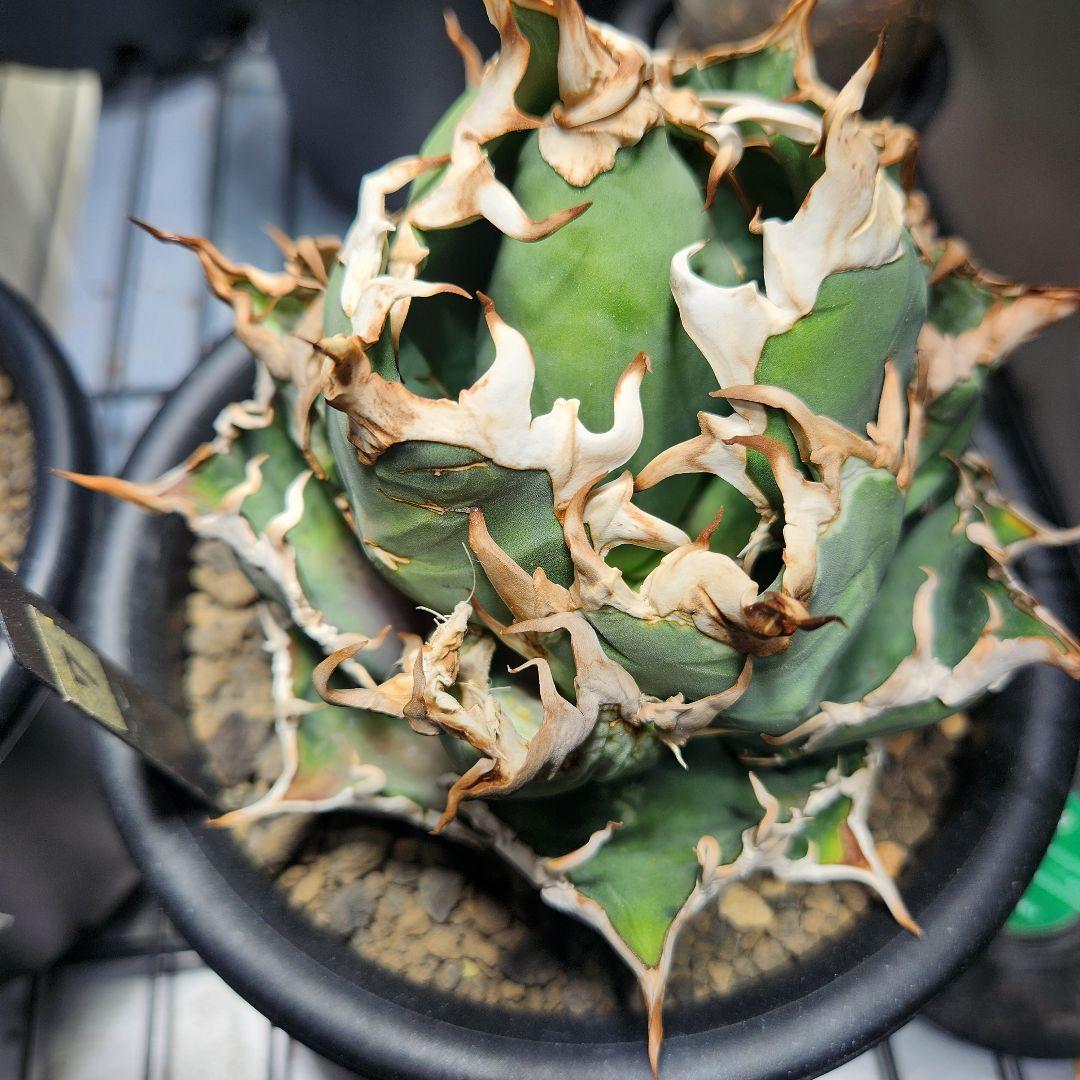 346＊コレクション株＊【1.4写真更新】アガベチタノタシーザー