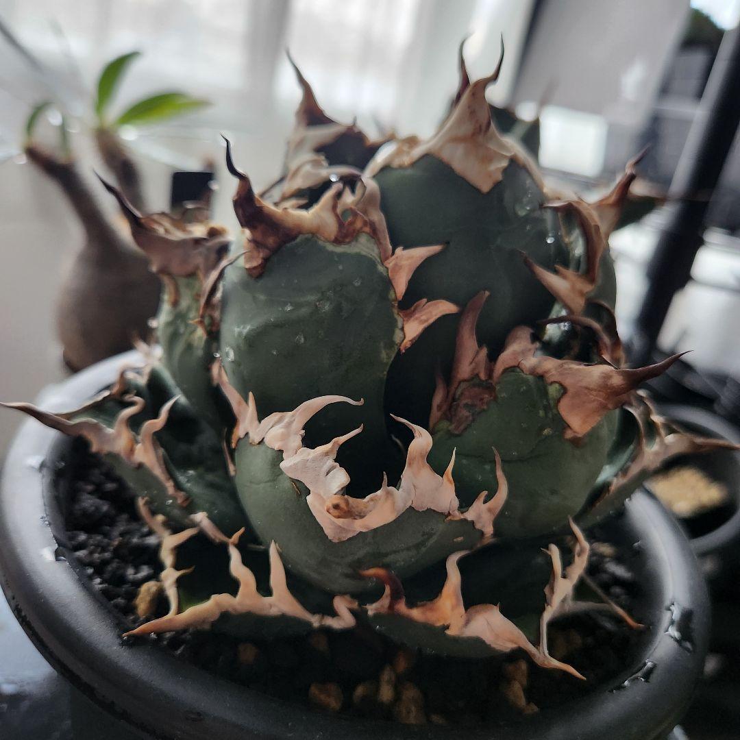 346＊コレクション株＊【1.4写真更新】アガベチタノタシーザー