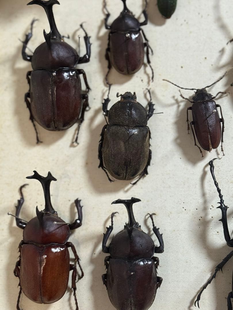 クワガタ　セミ　蜻蛉など23点　昆虫標本　ケース入　送料込み250927