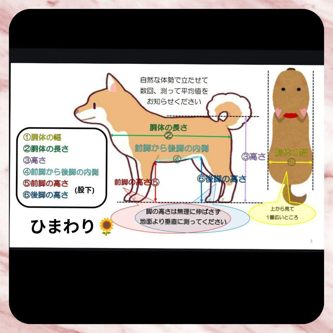 柴ミックス犬4輪　リハビリ　食事補助　犬用車椅子　体制維持　犬の歩行器