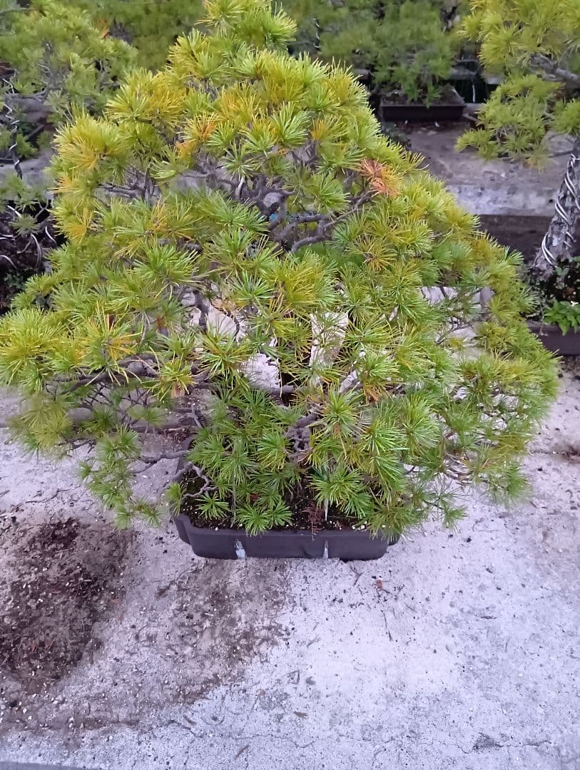 五葉松（かなり持ち込み古い株立ち品）