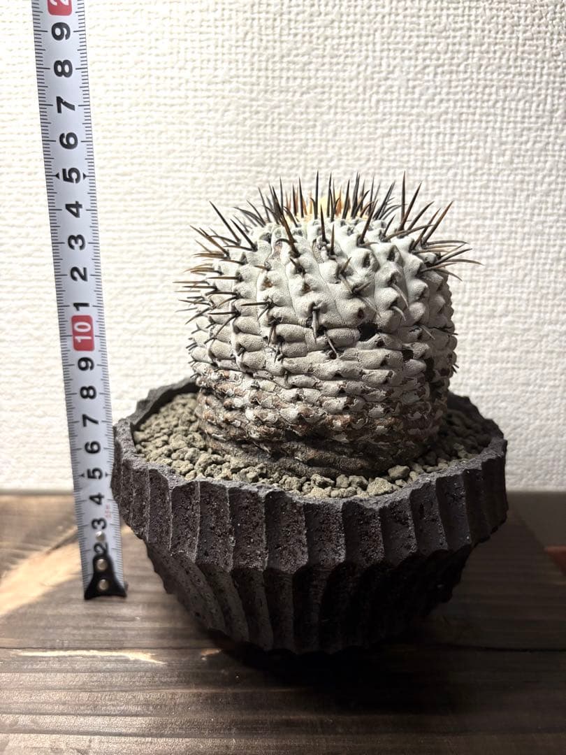 コピアポア Copiapoa コムルナアルバ　現地球　白肌美株　弧竜丸　黒王丸
