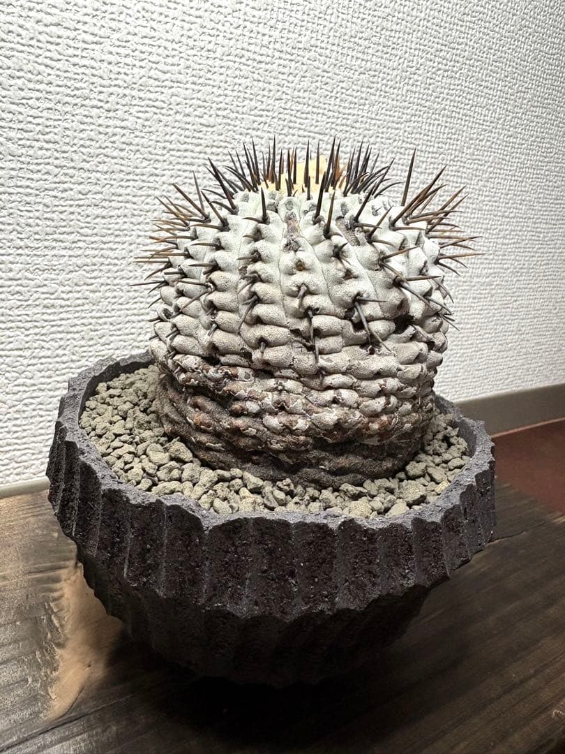 コピアポア Copiapoa コムルナアルバ　現地球　白肌美株　弧竜丸　黒王丸
