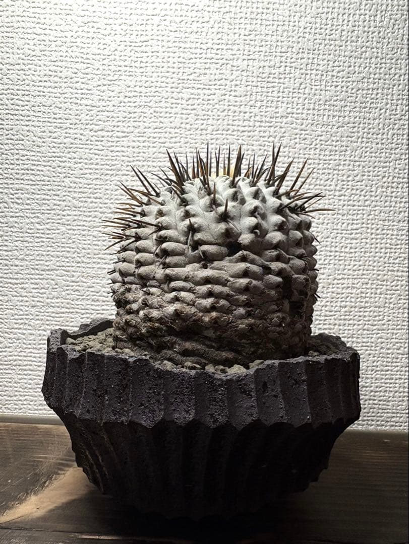 コピアポア Copiapoa コムルナアルバ　現地球　白肌美株　弧竜丸　黒王丸