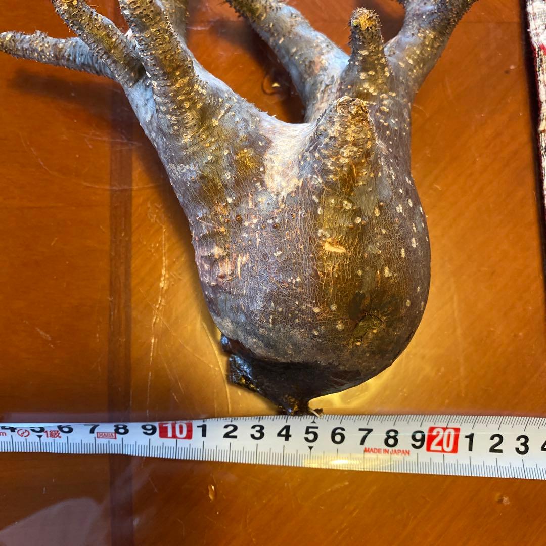 ミルク❗️グラキリス現地球 発根済