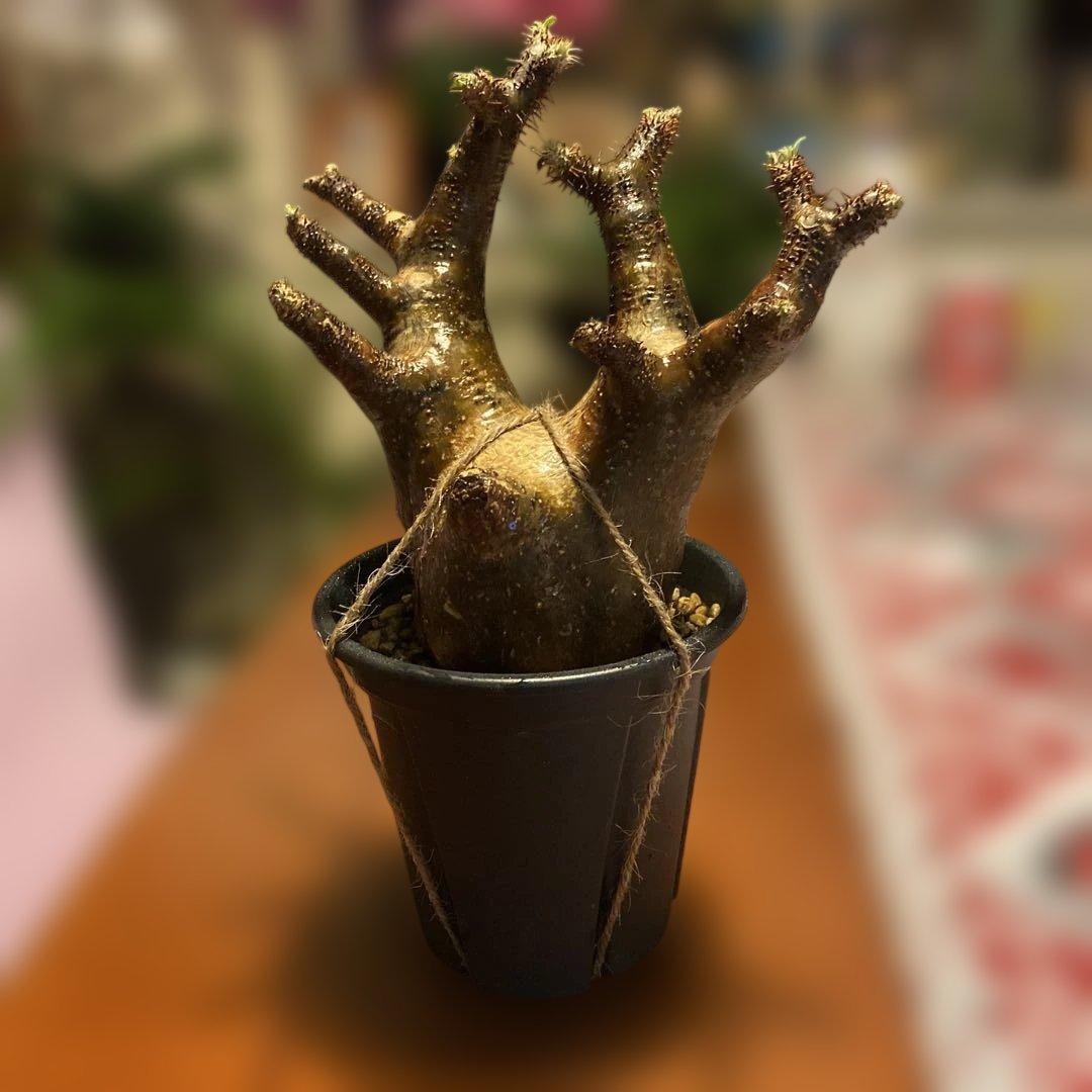 ミルク❗️グラキリス現地球 発根済